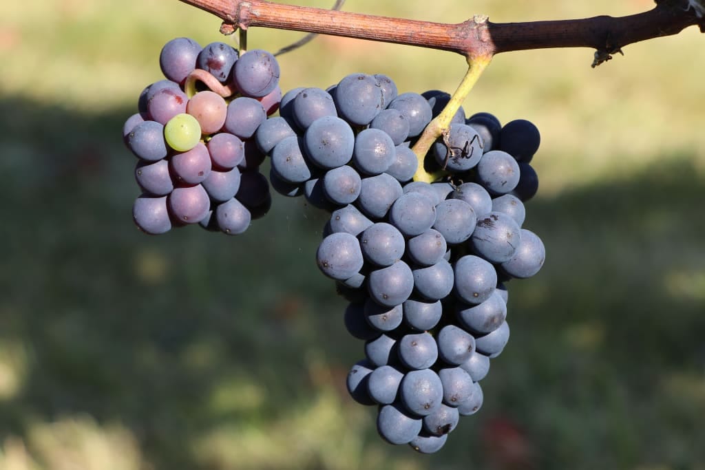 Pinot Noir