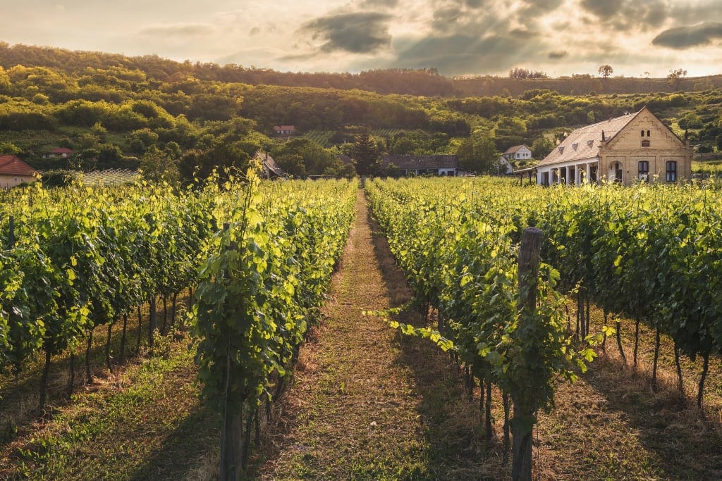Europe vines