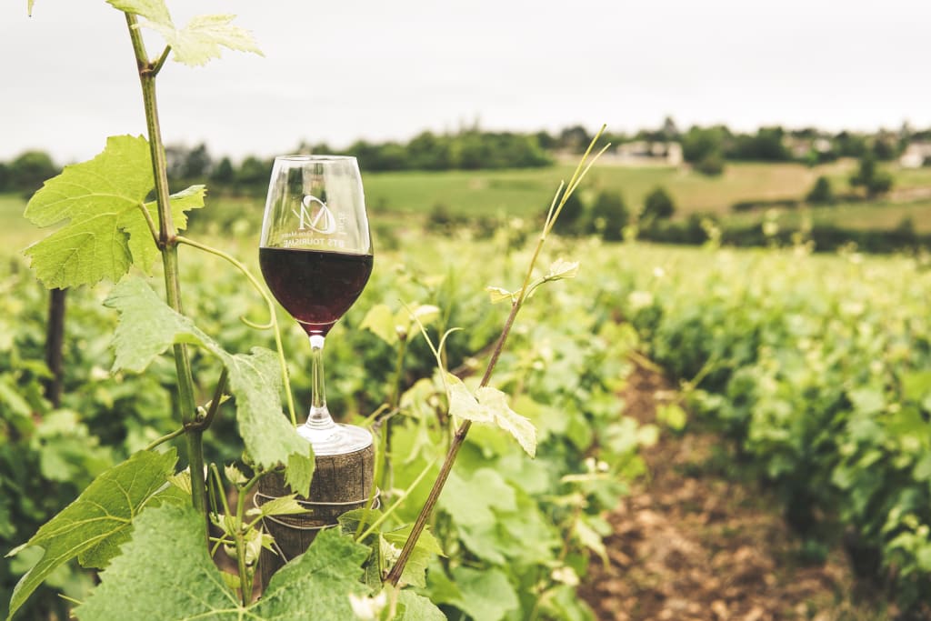 Conditions to grow grapes