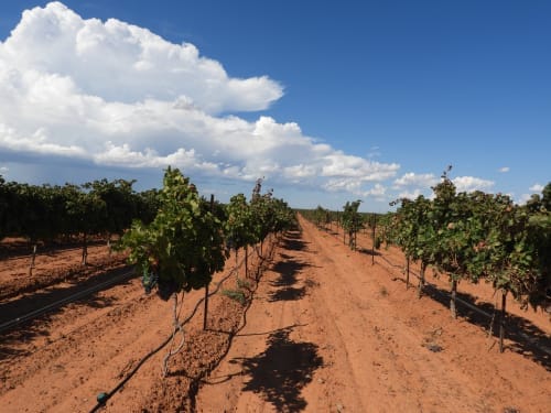 vineyards