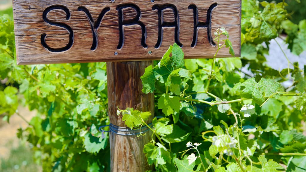 Should Shiraz be Chilled? How to Store and Serve it Properly