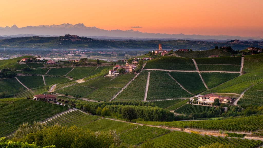 sunset vineyards