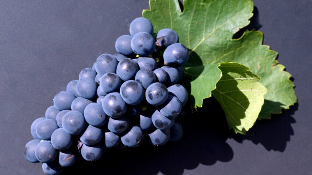 grape clusters