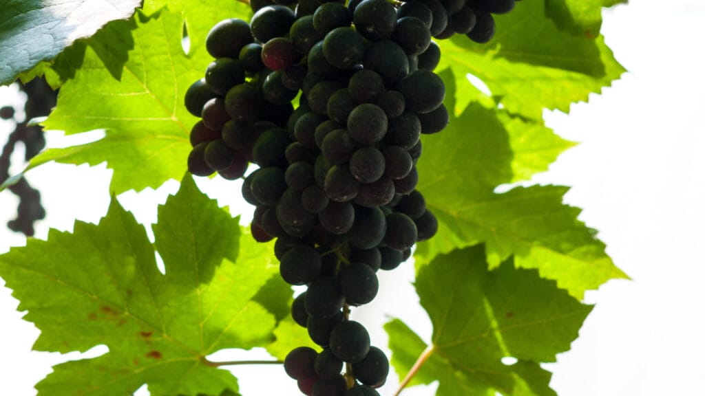 black wine grapes
