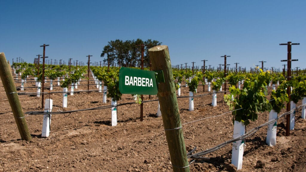 Barbera grapes